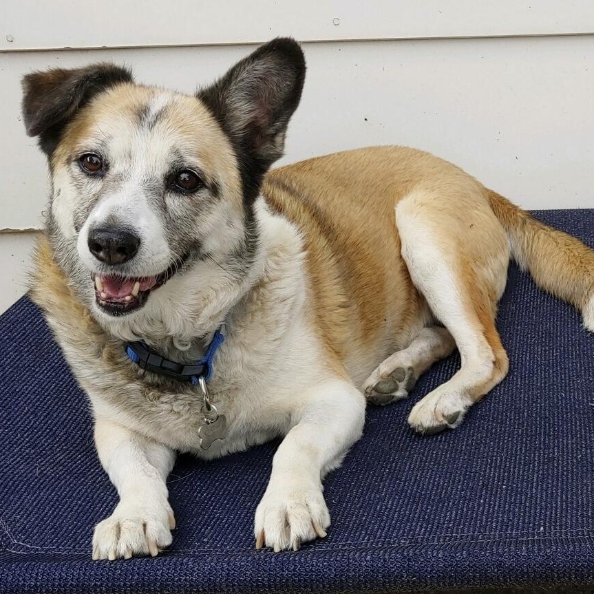 Lucy in Colorado, a ADOPTABLE mixed breed in Fort Collins, CO image 3/6