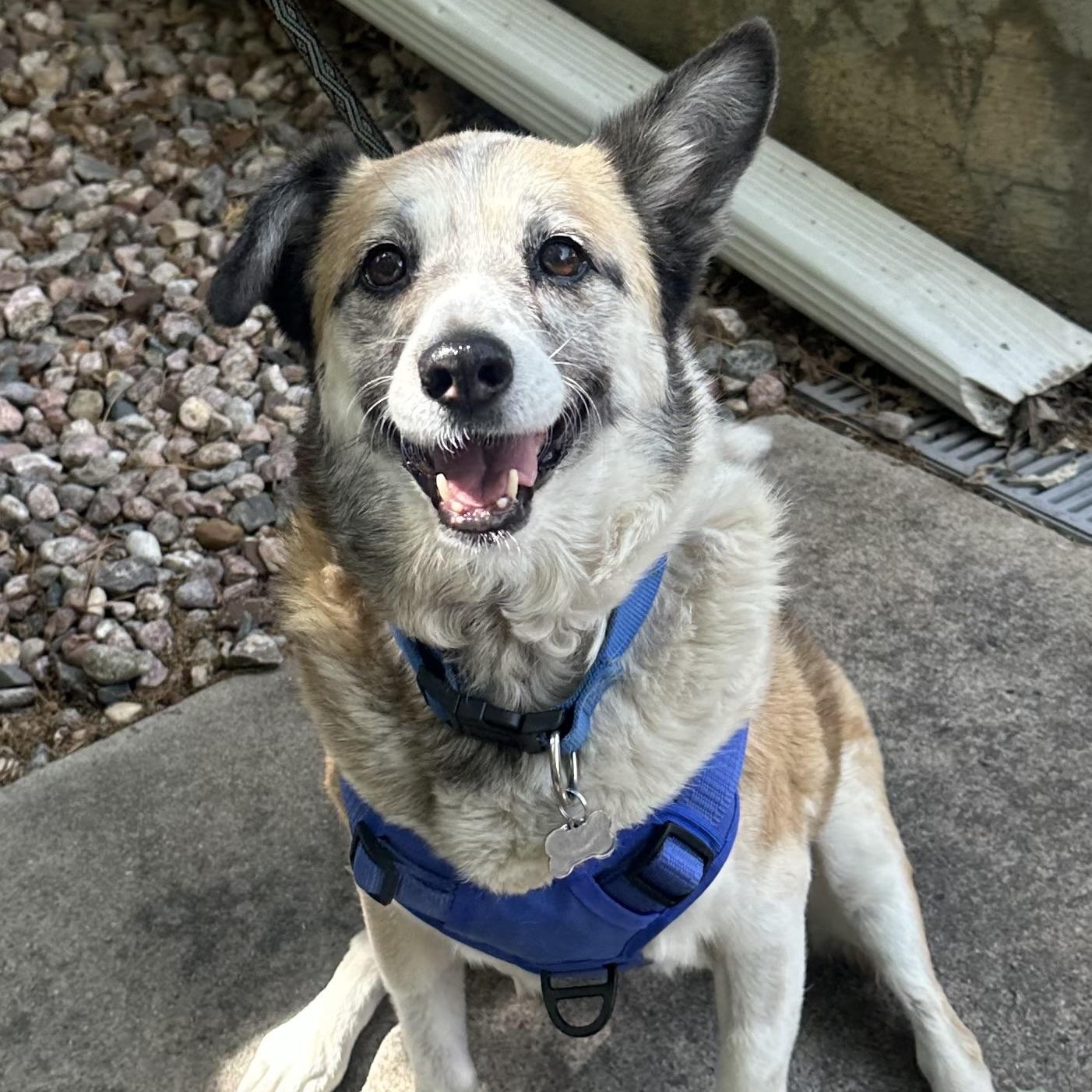 Lucy in Colorado, a ADOPTABLE mixed breed in Fort Collins, CO image 6/6