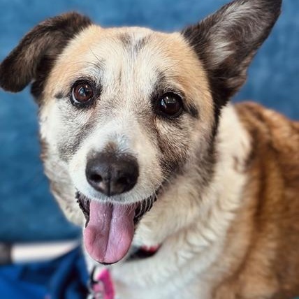 Lucy in Colorado, a ADOPTABLE mixed breed in Fort Collins, CO image 2/6