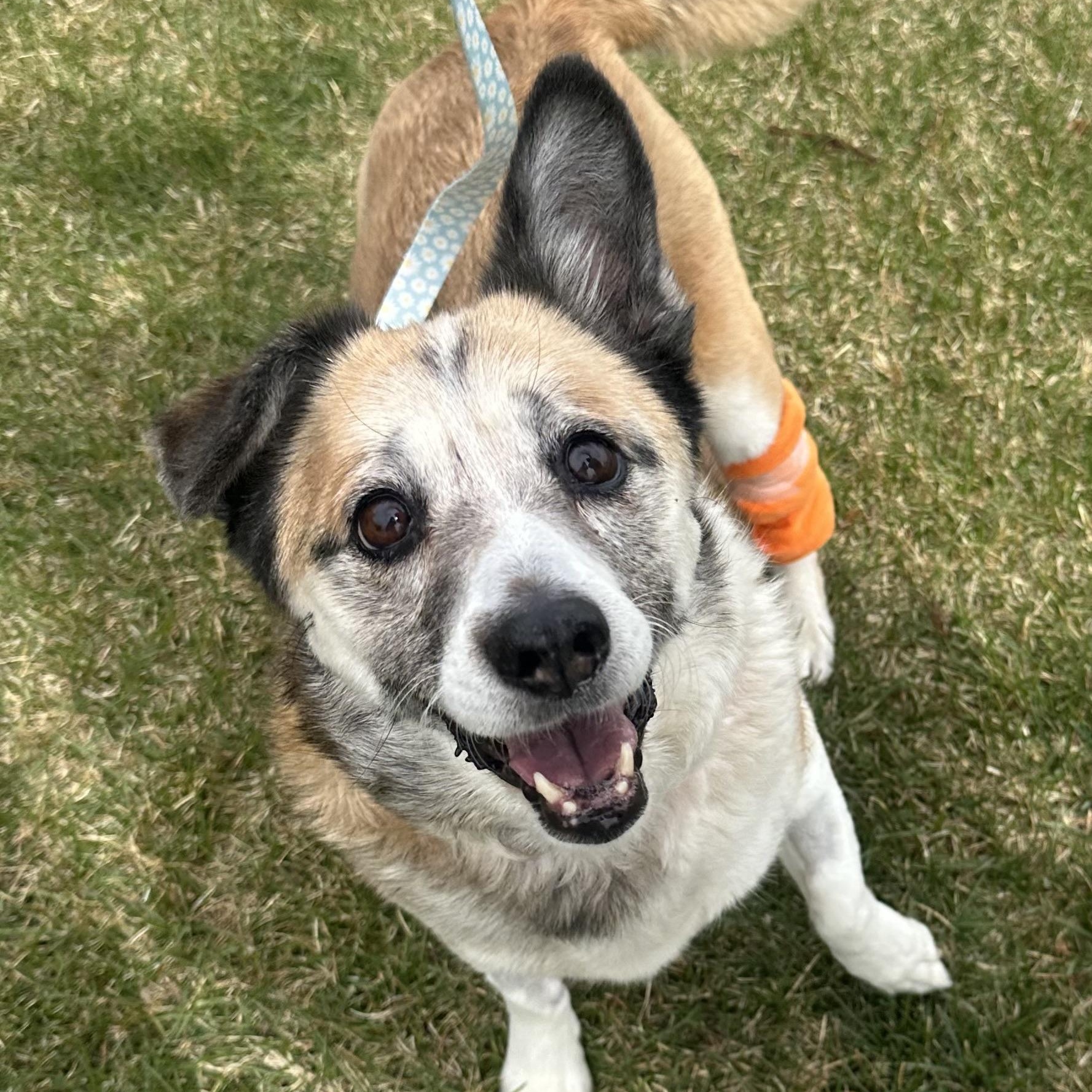 Lucy in Colorado, ADOPTABLE, Senior Female Australian Shepherd.