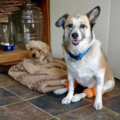 Lucy in Colorado, a ADOPTABLE mixed breed in Fort Collins, CO image 4/6