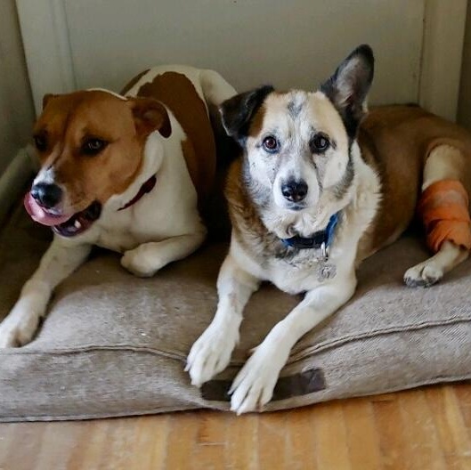 Lucy in Colorado, a ADOPTABLE mixed breed in Fort Collins, CO image 5/6