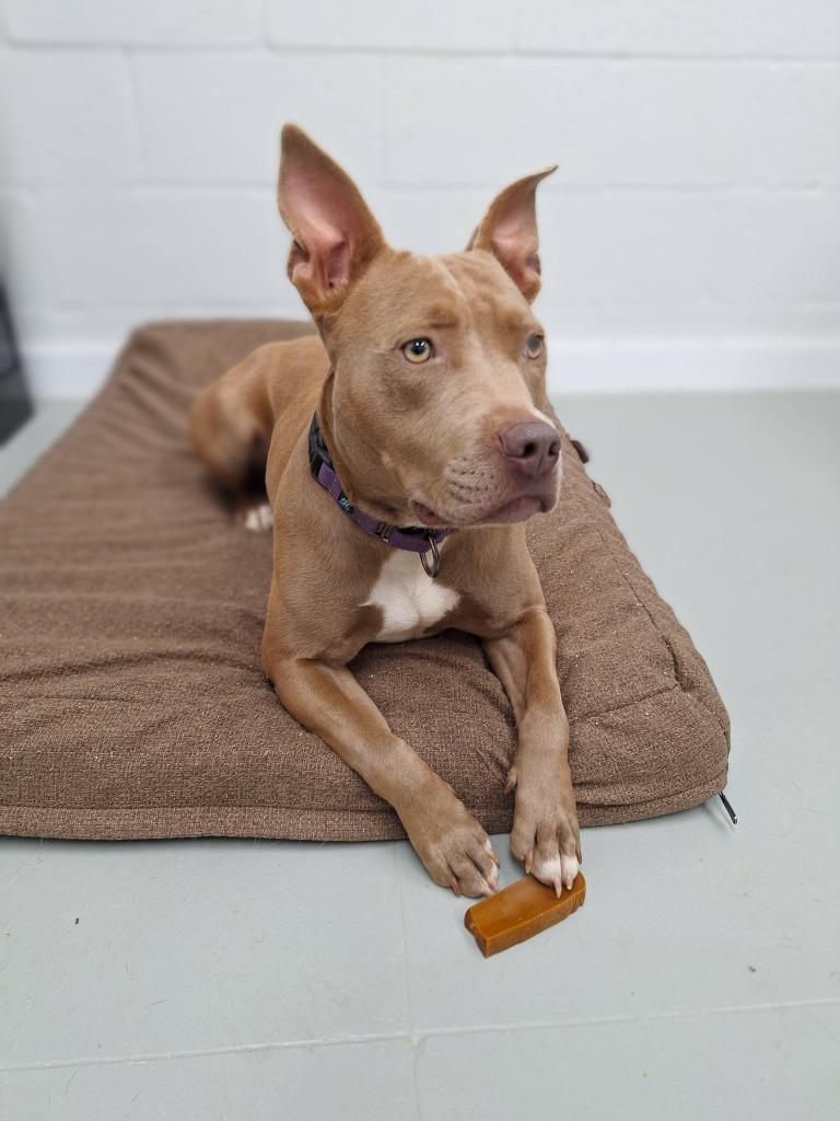 Savvy, Adoptable, Young Female Pit Bull Terrier.