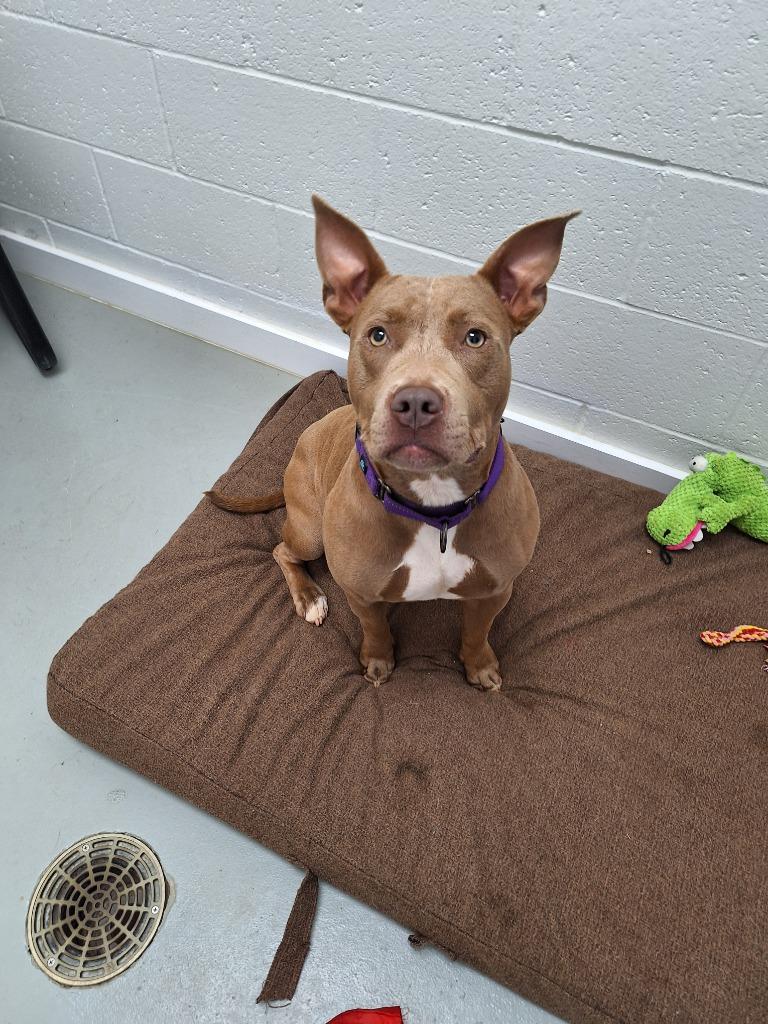 Enlarge Savvy, a Adoptable Pit Bull Terrier in Noble, OK image 2/4