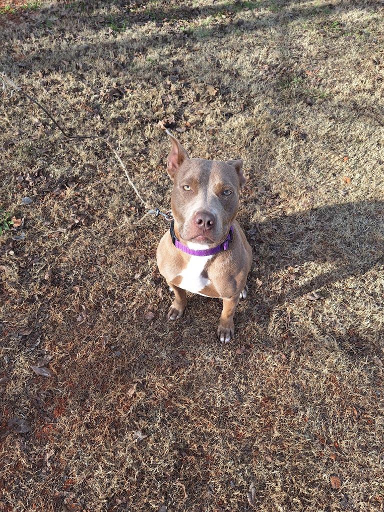 Enlarge Savvy, a Adoptable Pit Bull Terrier in Noble, OK image 3/4