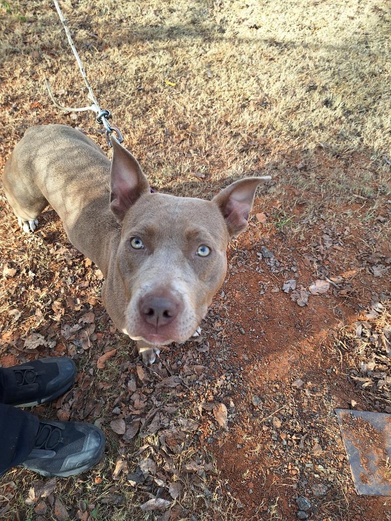 Enlarge Savvy, a Adoptable Pit Bull Terrier in Noble, OK image 4/4