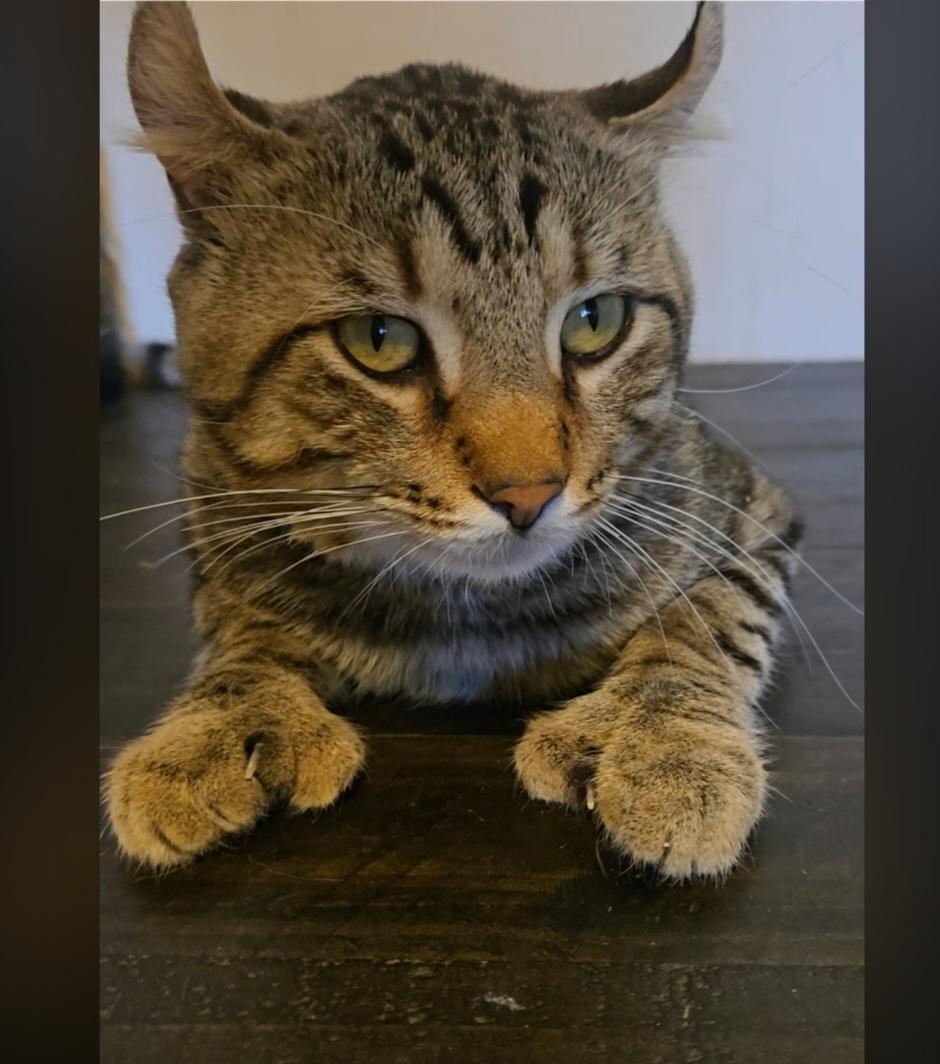 Rocky, Adoptable, Adult Male American Curl.
