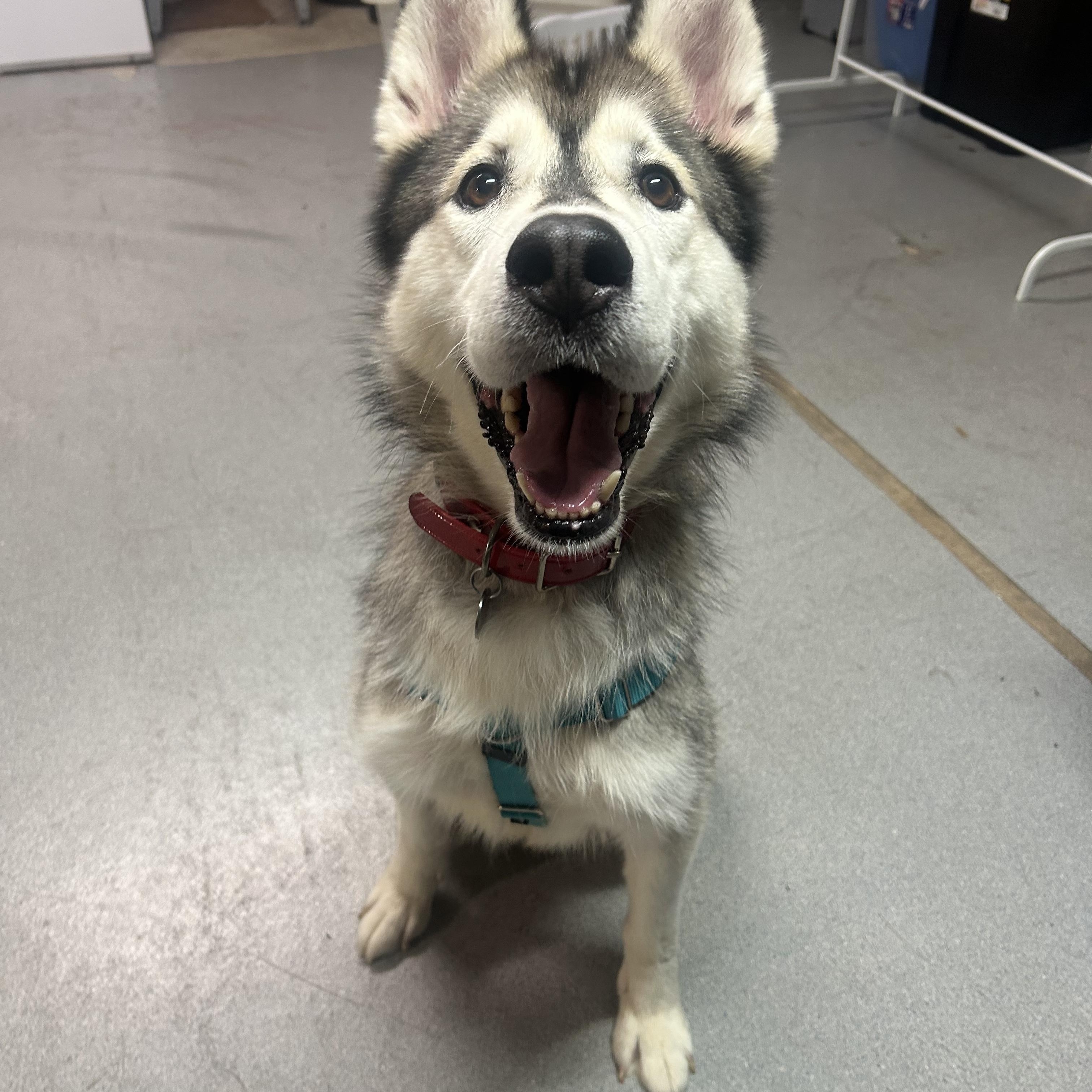 Enlarge Wooder Ice, a Adoptable Husky in Philadelphia, PA image 4/4