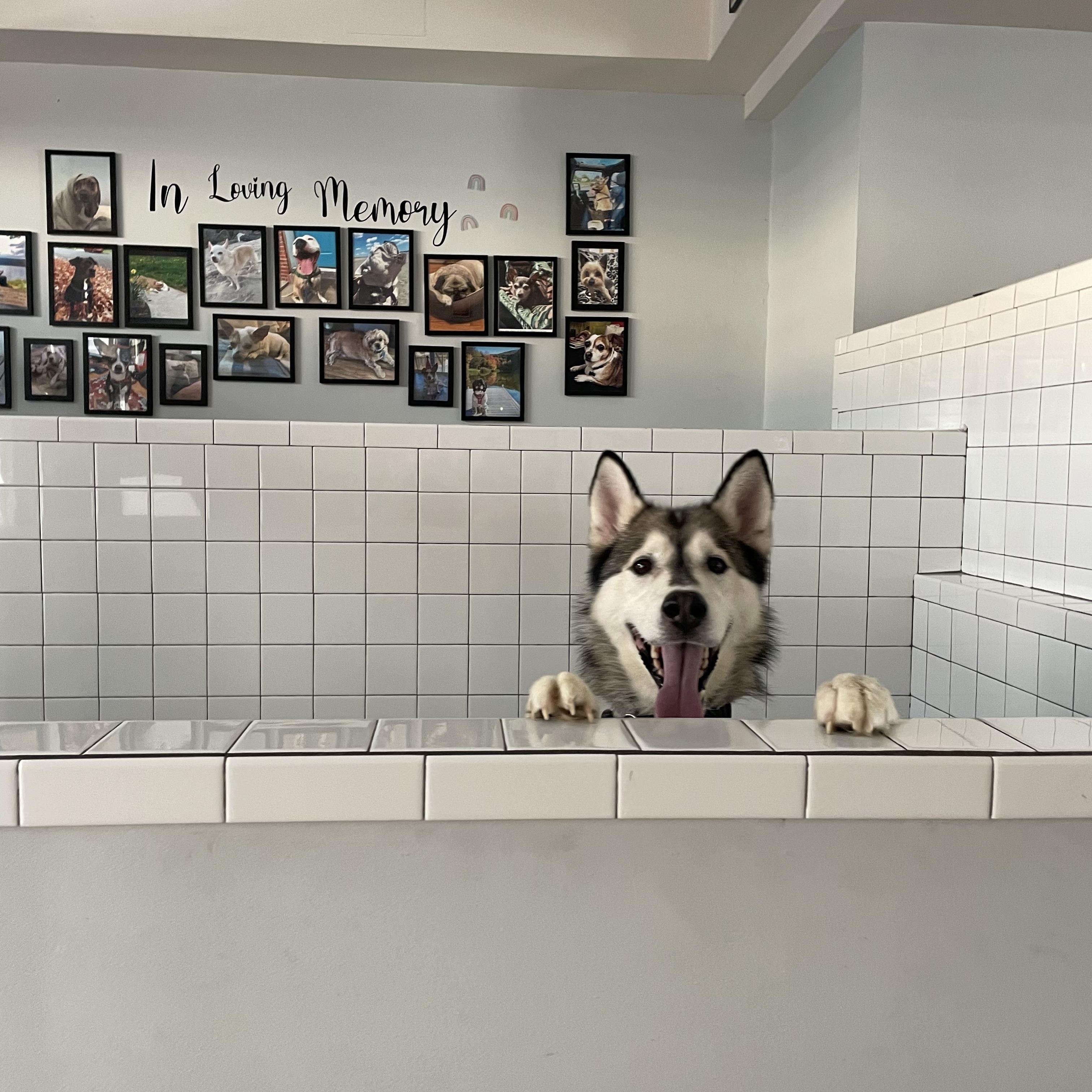 Enlarge Wooder Ice, a Adoptable Husky in Philadelphia, PA image 3/4