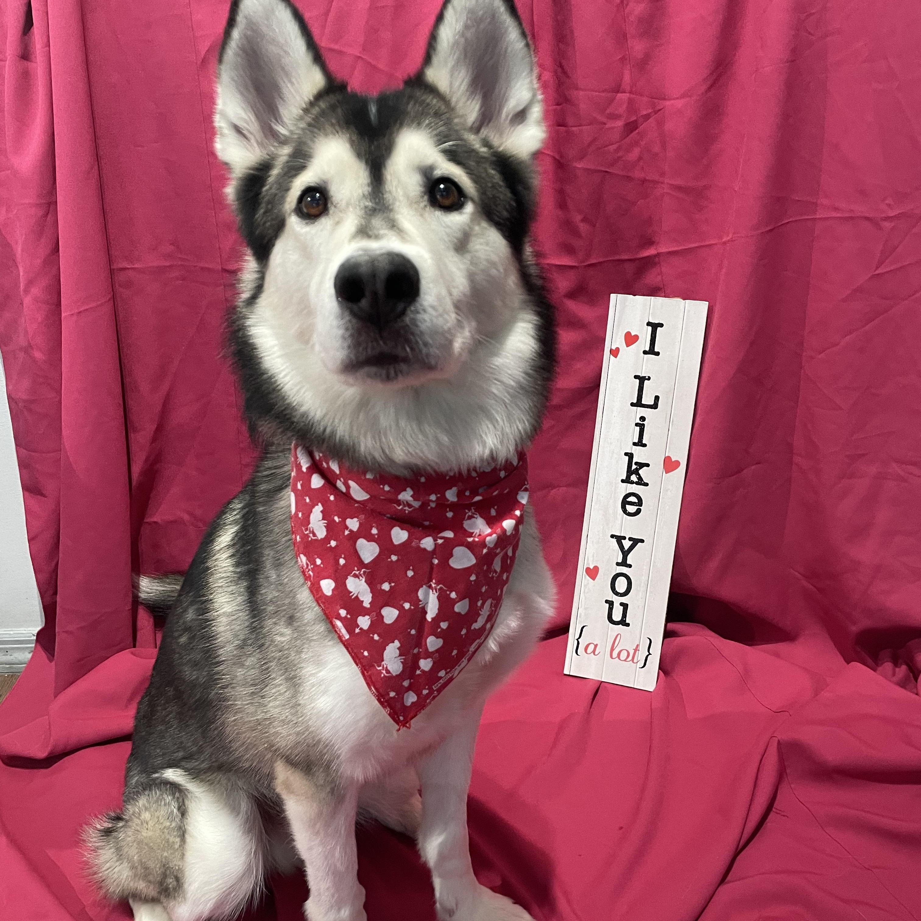 Enlarge Wooder Ice, a Adoptable Husky in Philadelphia, PA image 1/4
