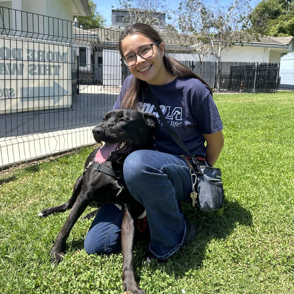 Enlarge Midnight, a Adoptable mixed breed in Long Beach, CA image 2/2