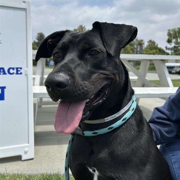 Midnight, a Adoptable mixed breed in Long Beach, CA image 4/4