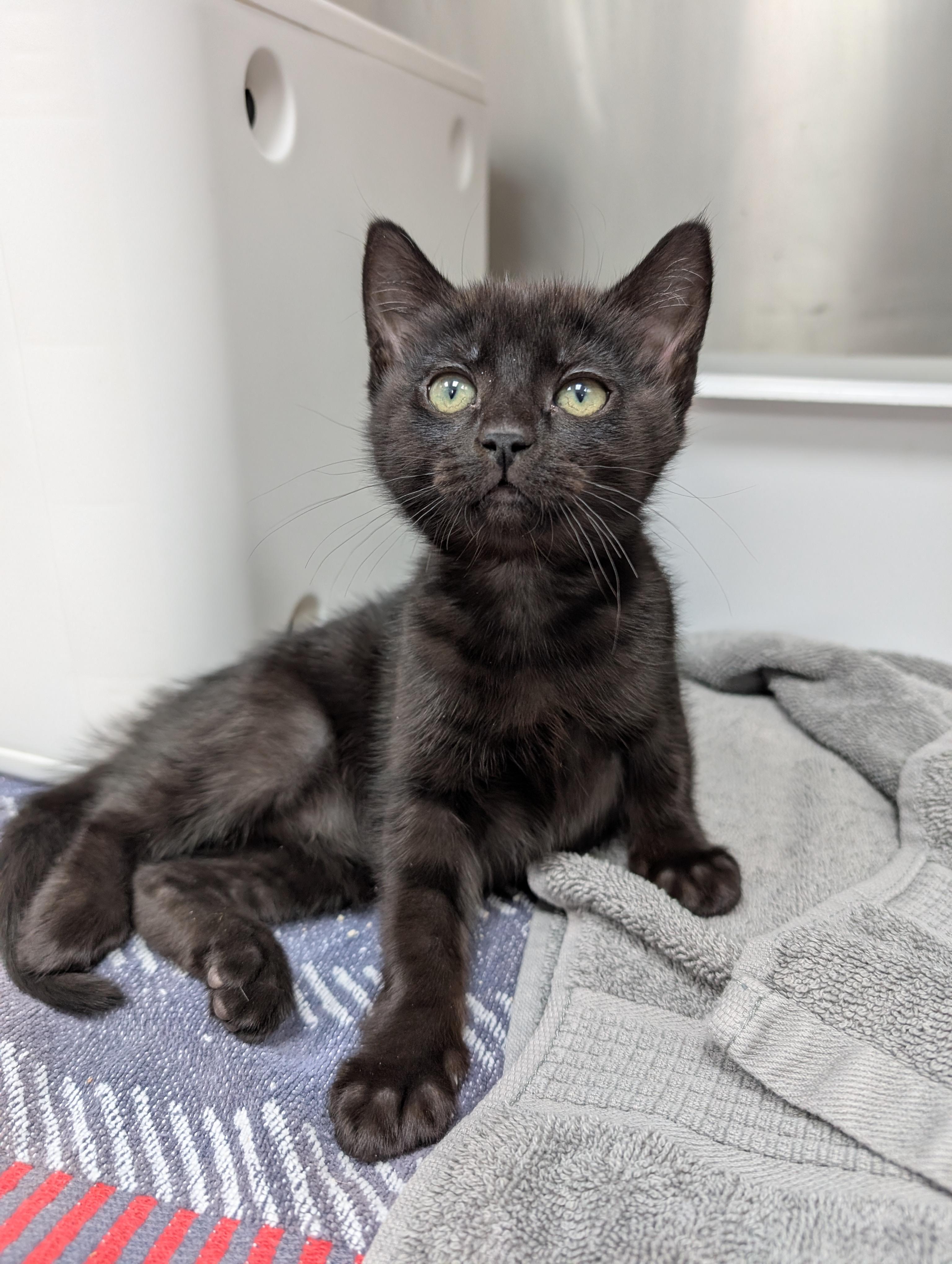 Enlarge Bobby Brown, a Adoptable Domestic Short Hair in Beaverton, OR image 1/1