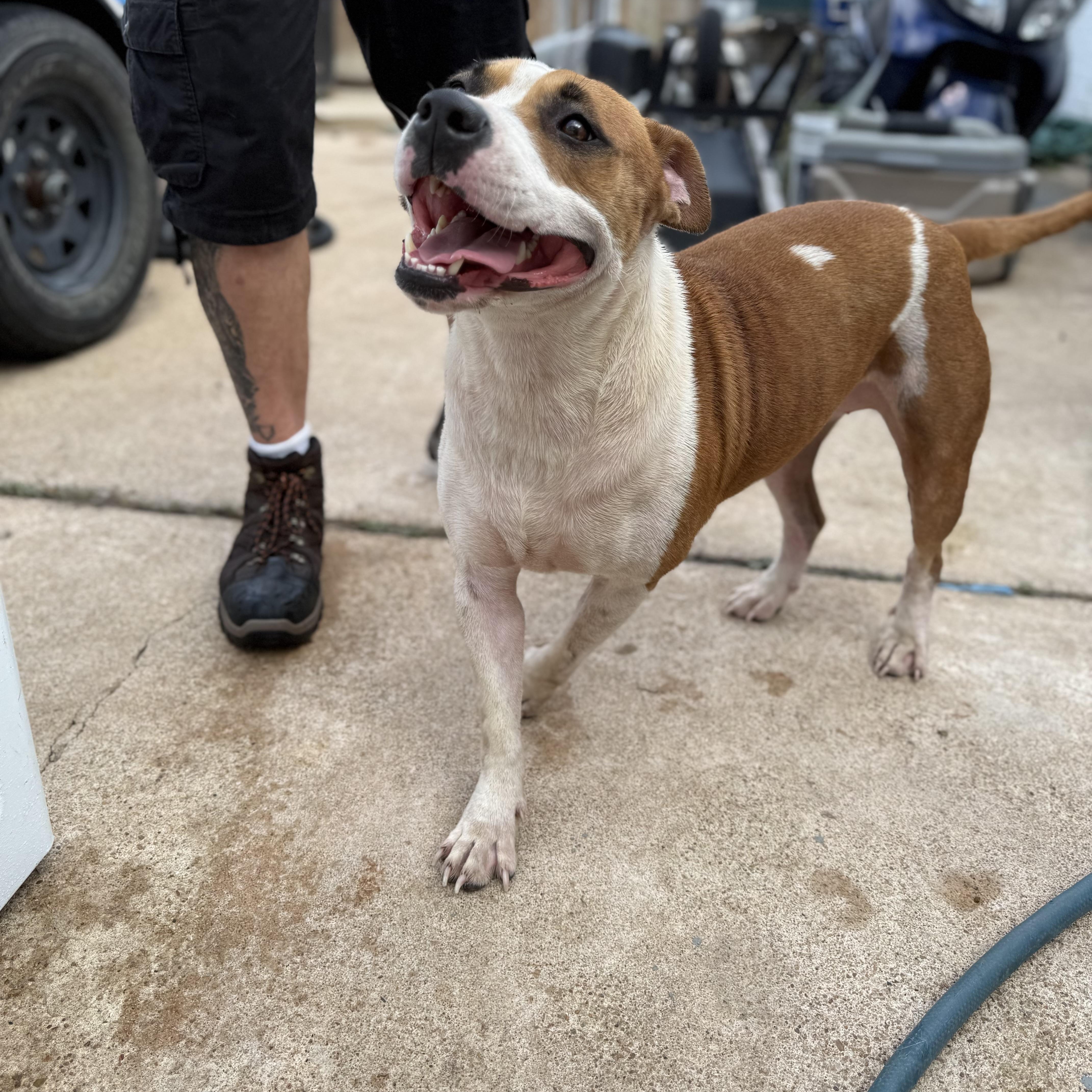 Enlarge Holly, a Adopted American Staffordshire Terrier in Brattleboro, VT image 3/4