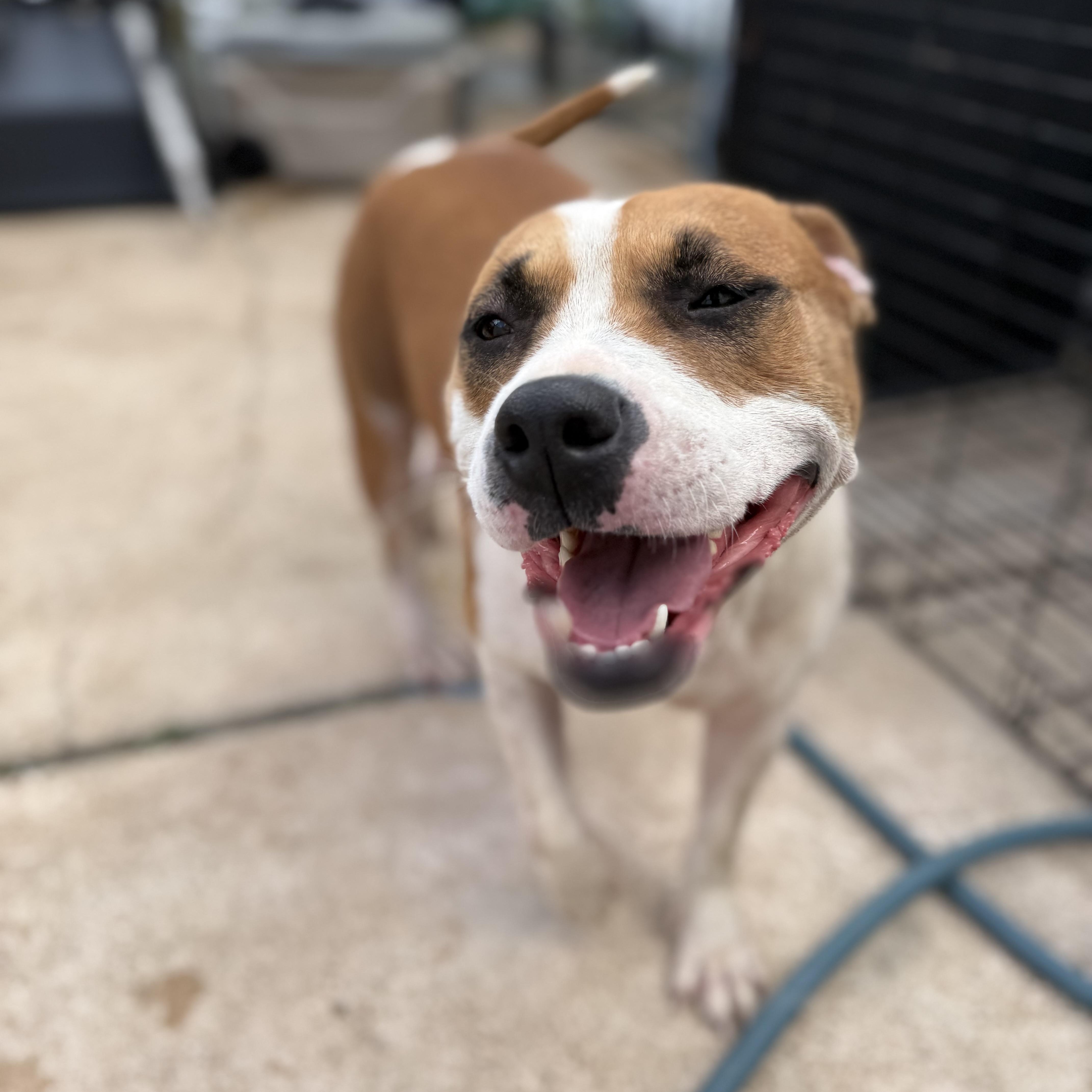 Holly, Adopted, Young Female American Staffordshire Terrier.