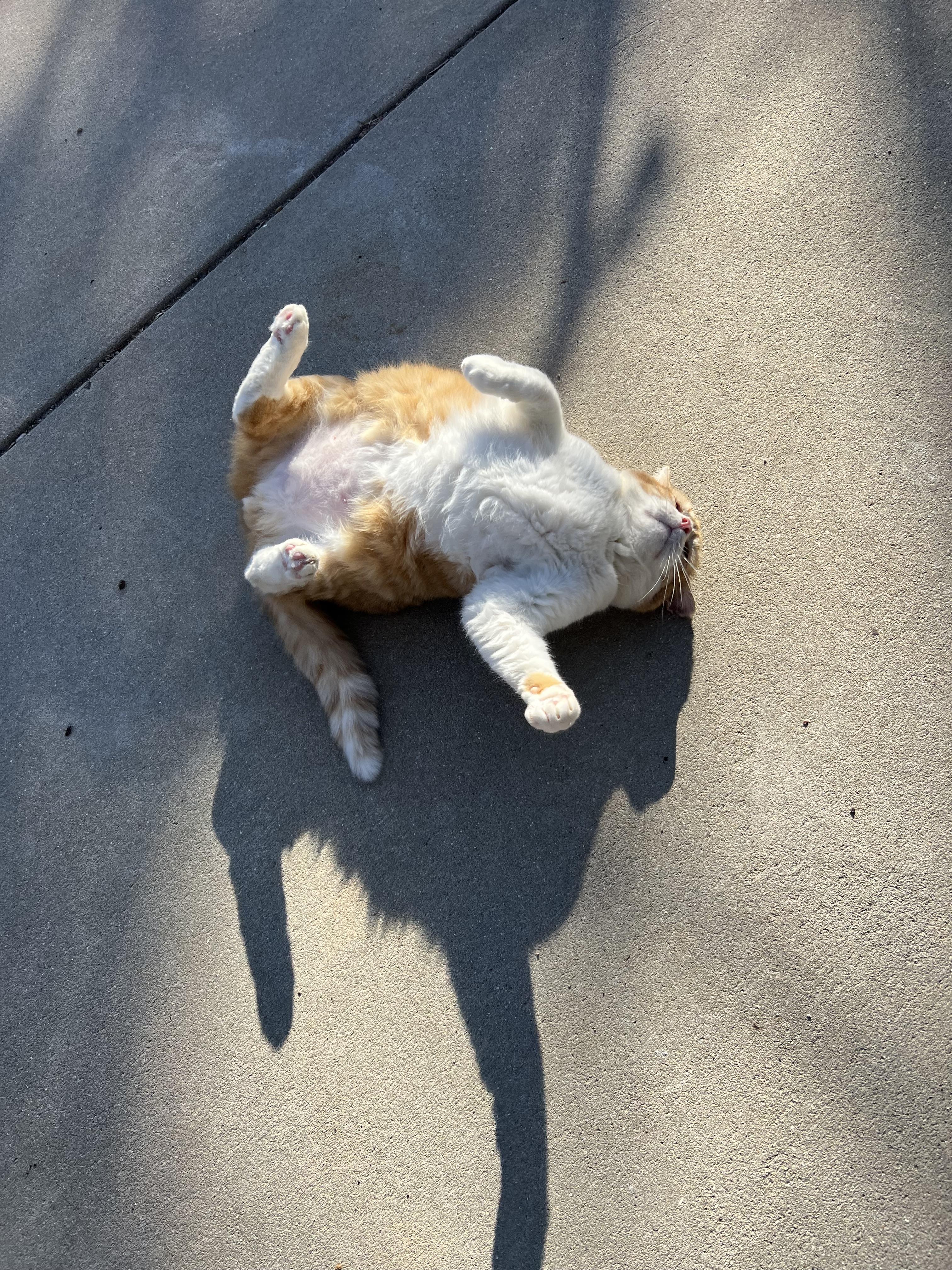 Cheesecurd, a Adoptable mixed breed image 2/4