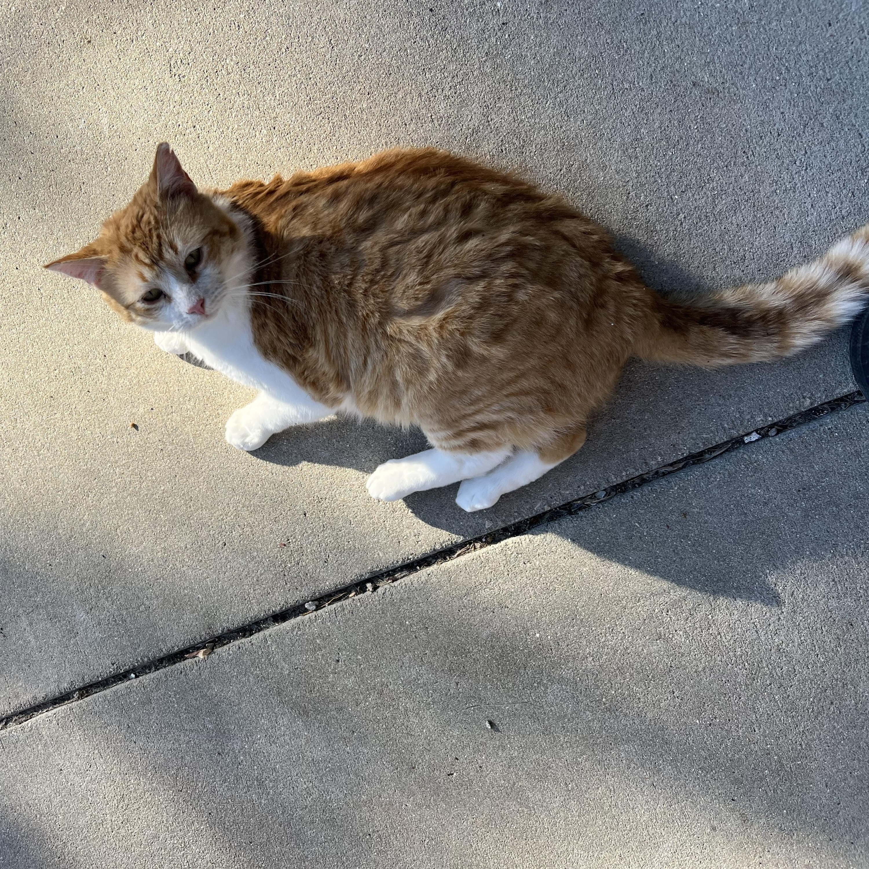 Cheesecurd, a Adoptable mixed breed image 1/4