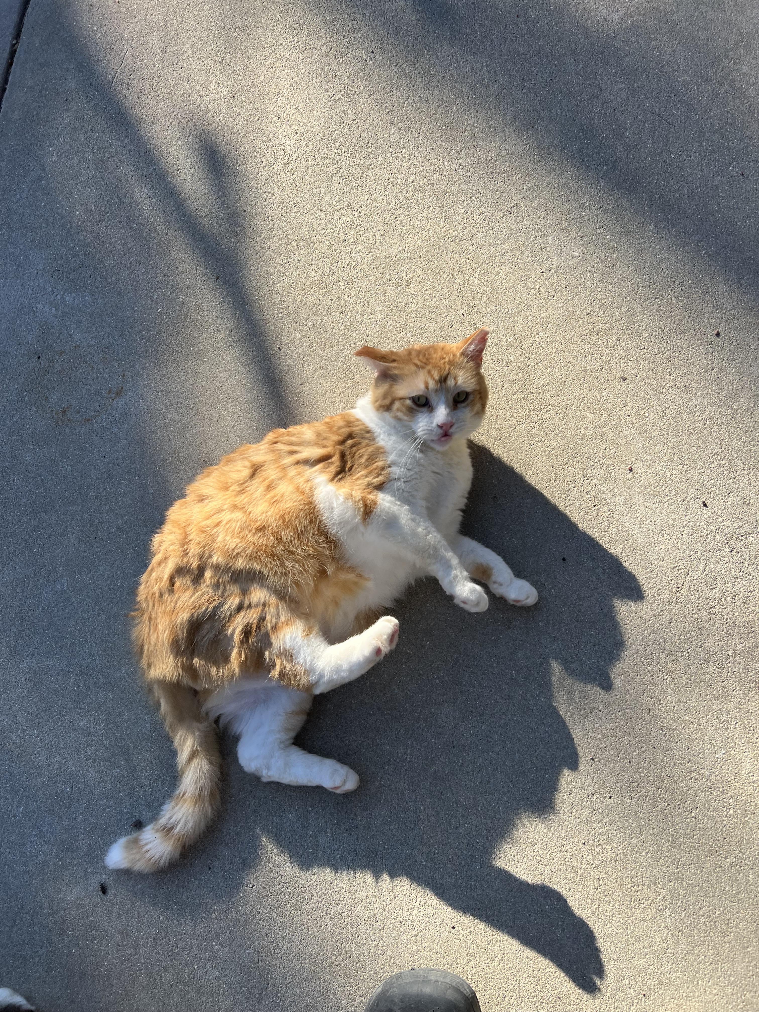 Cheesecurd, a Adoptable mixed breed image 3/4