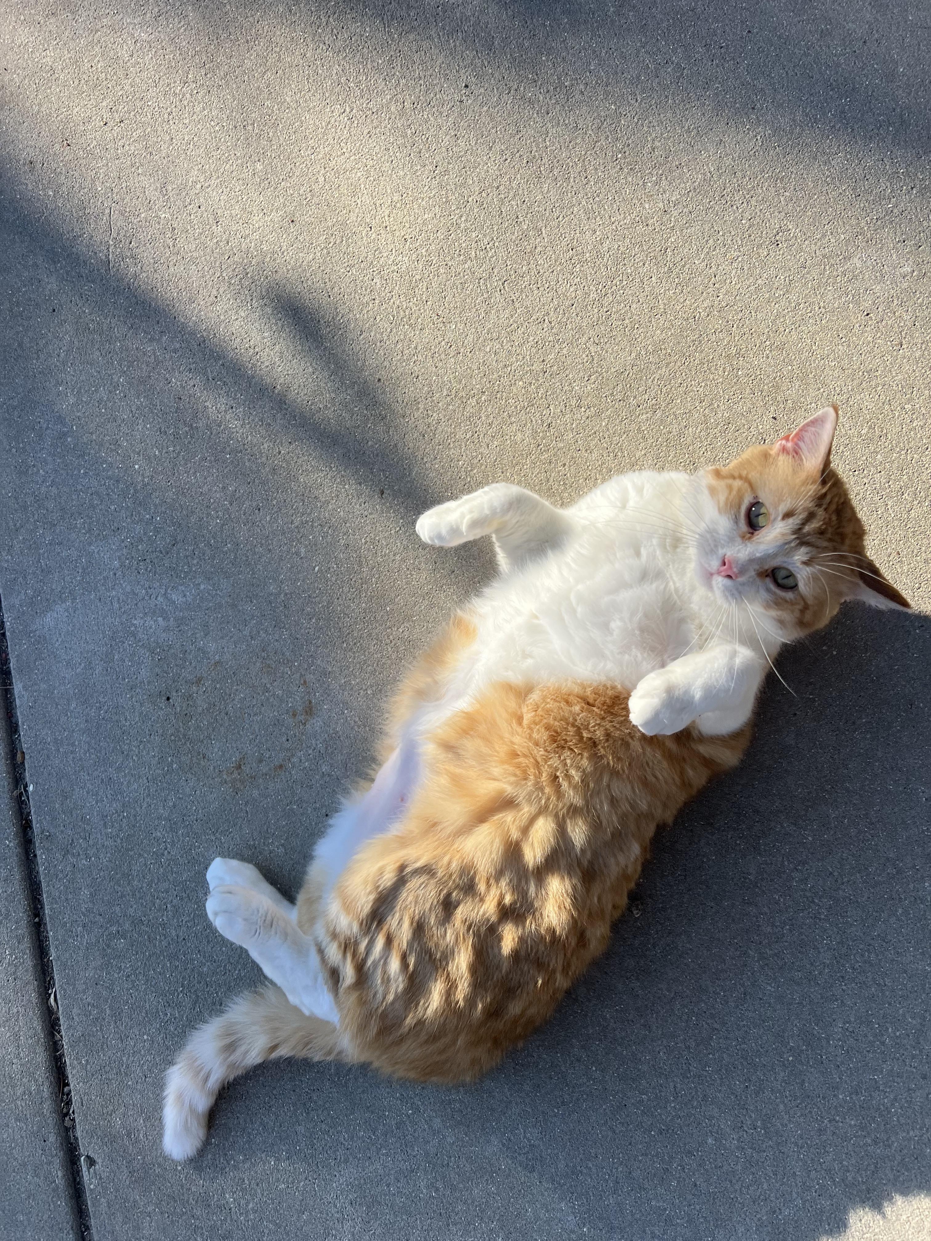 Cheesecurd, a Adoptable mixed breed image 4/4