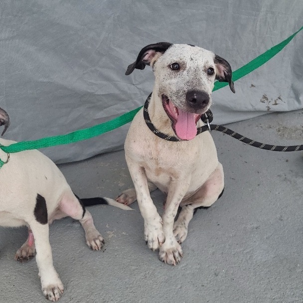 Charlie, a Adoptable mixed breed in Huntington, NY image 1/8