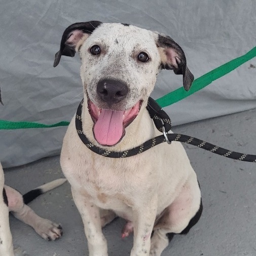 Charlie, a Adoptable mixed breed in Huntington, NY image 2/8