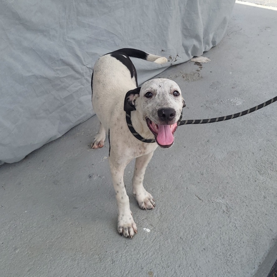 Charlie, a Adoptable mixed breed in Huntington, NY image 3/8