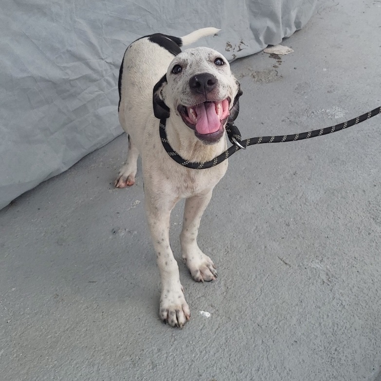 Charlie, a Adoptable mixed breed in Huntington, NY image 4/8