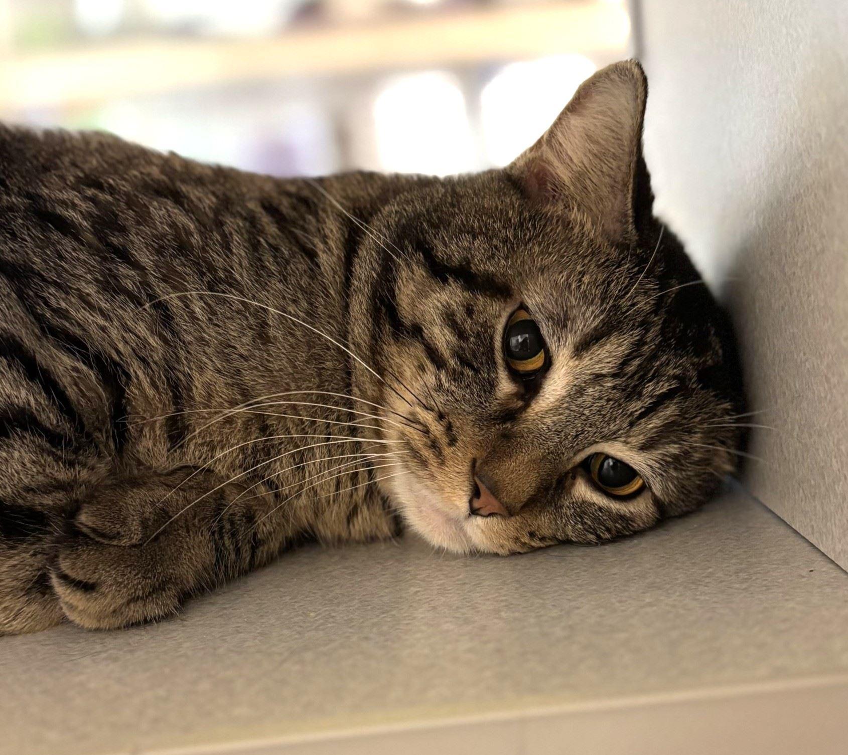 Enlarge Basin, a Adoptable Domestic Short Hair in Iowa City, IA image 2/2