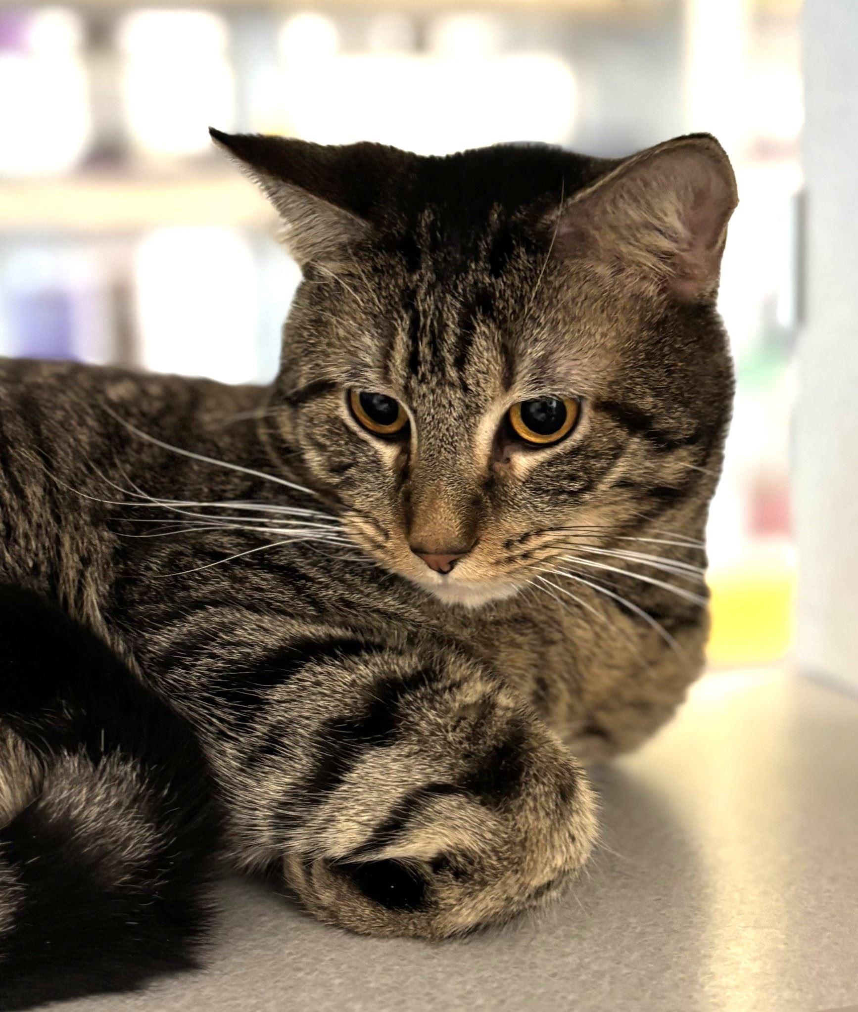 Basin, Adoptable, Adult Male Domestic Short Hair.