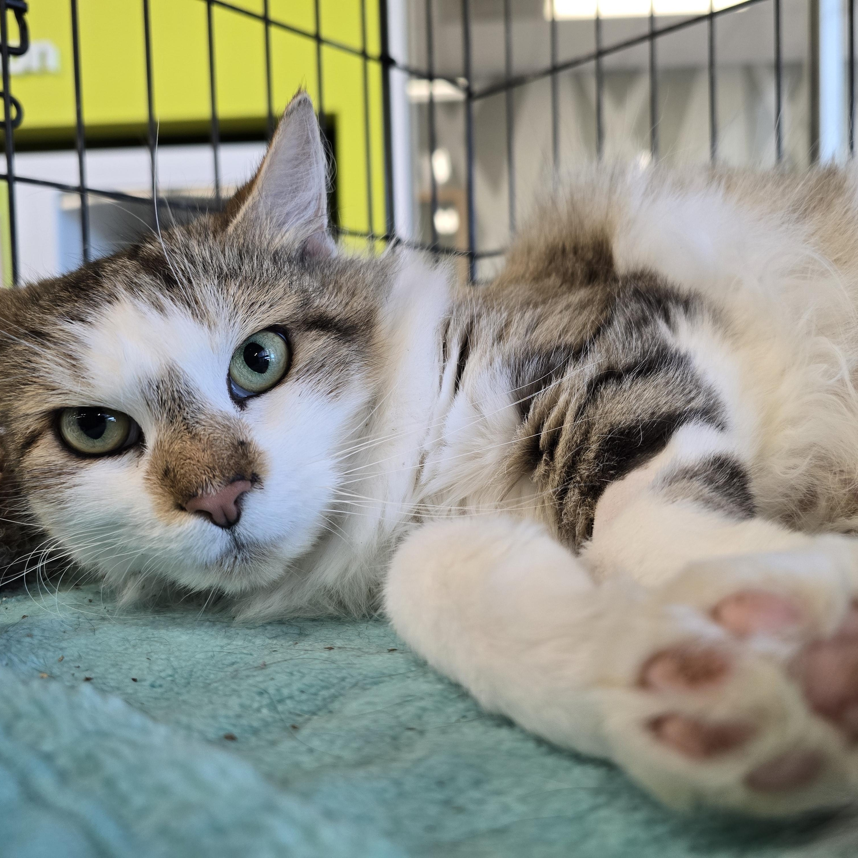 J. J., adopted, Adult Female Domestic Medium Hair.