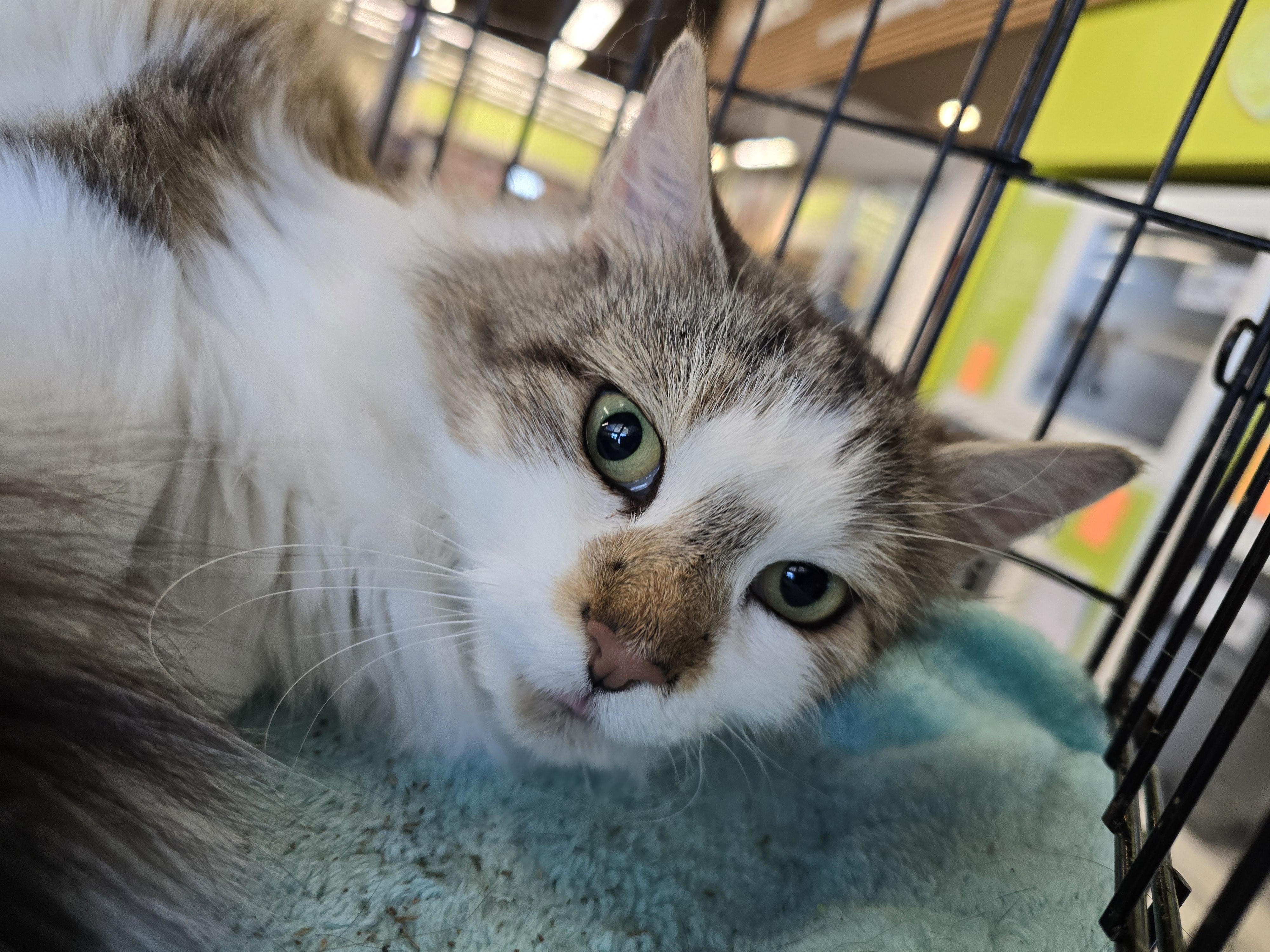 Enlarge J. J., an adopted Domestic Medium Hair in Nottingham, MD image 2/5