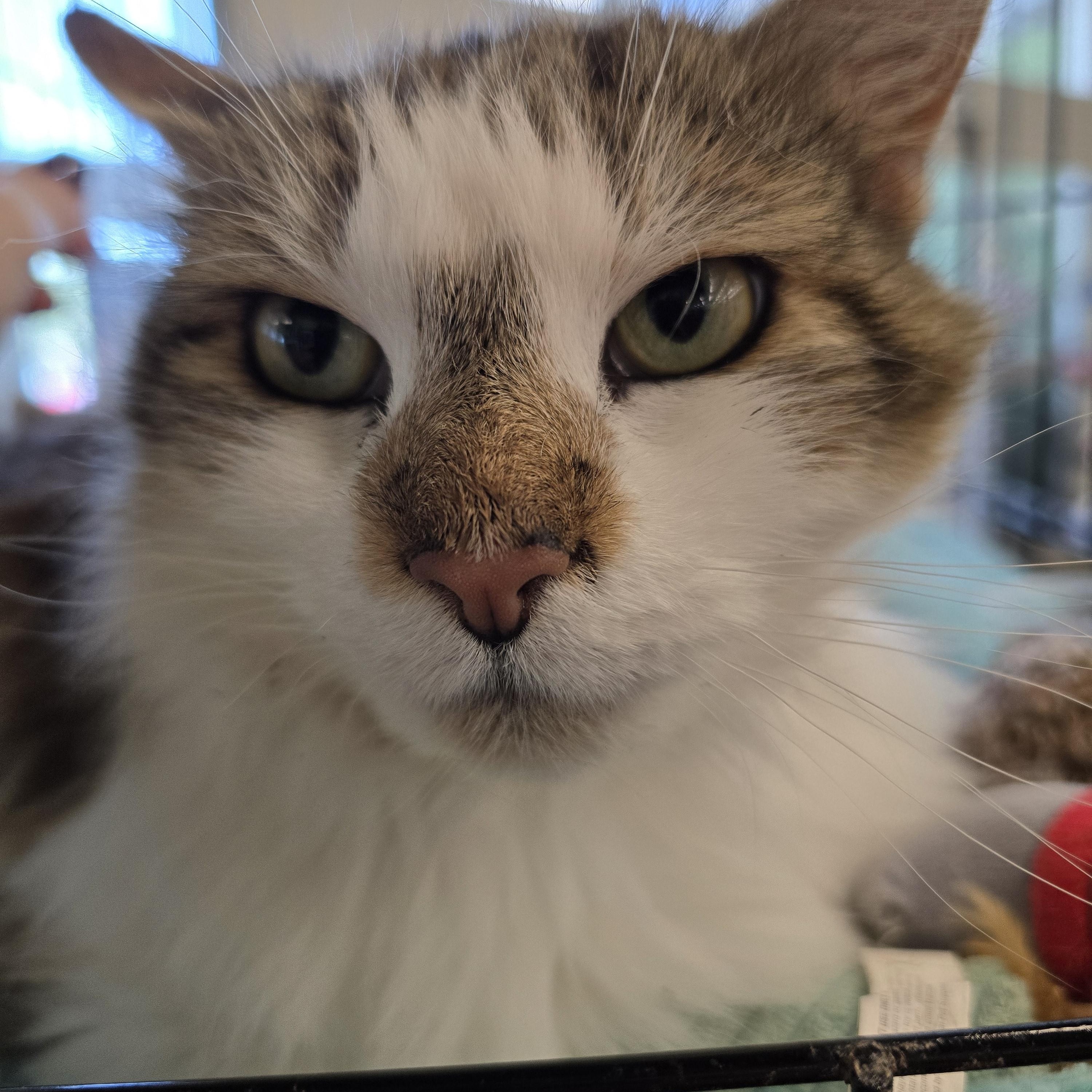 Enlarge J. J., an adopted Domestic Medium Hair in Nottingham, MD image 3/5