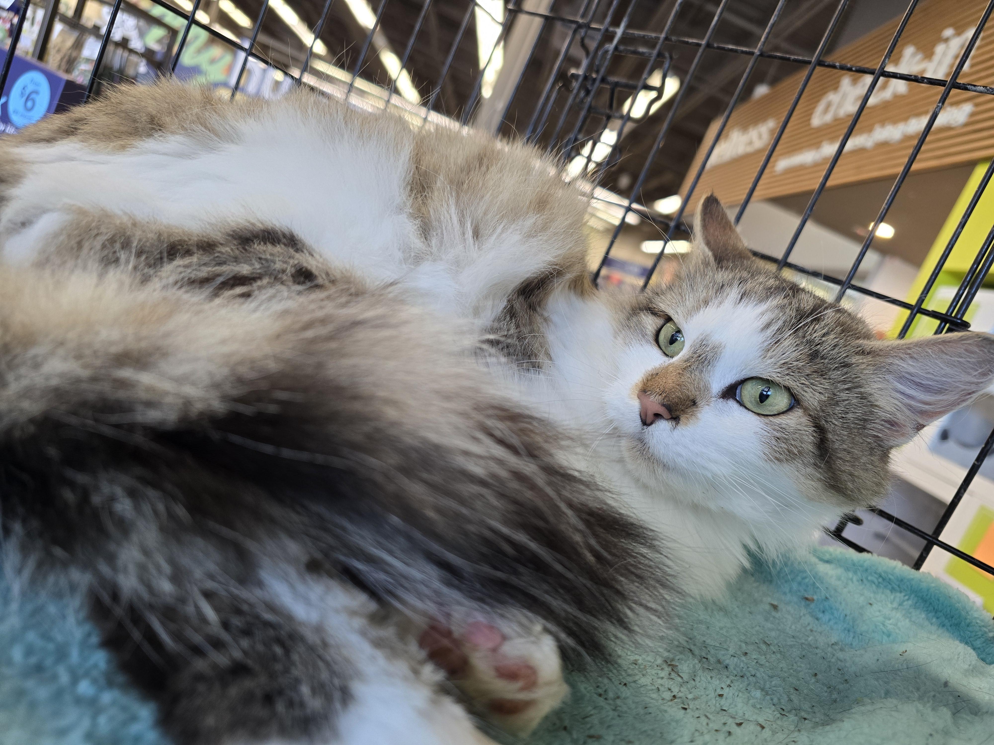 Enlarge J. J., an adopted Domestic Medium Hair in Nottingham, MD image 4/5