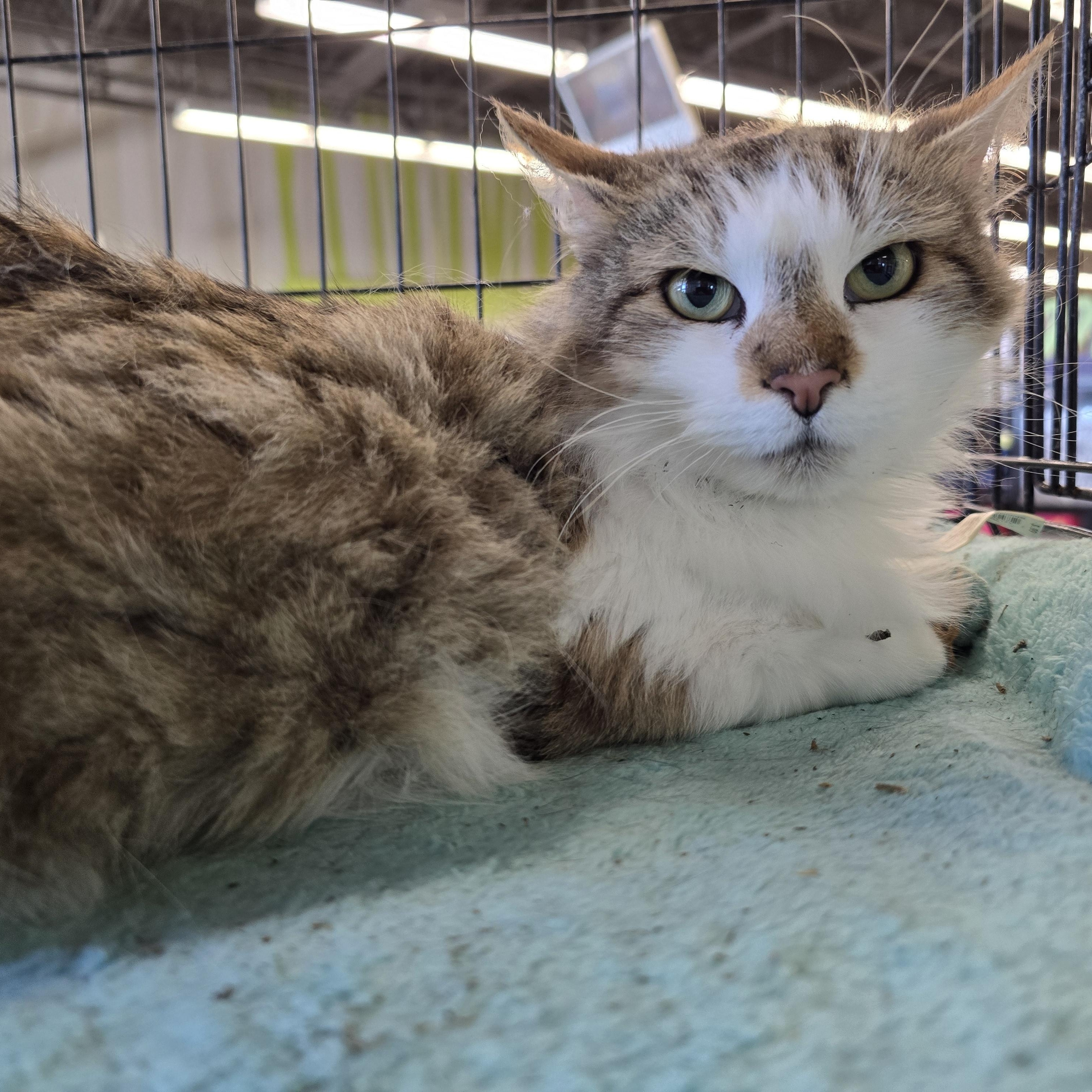 Enlarge J. J., an adopted Domestic Medium Hair in Nottingham, MD image 5/5
