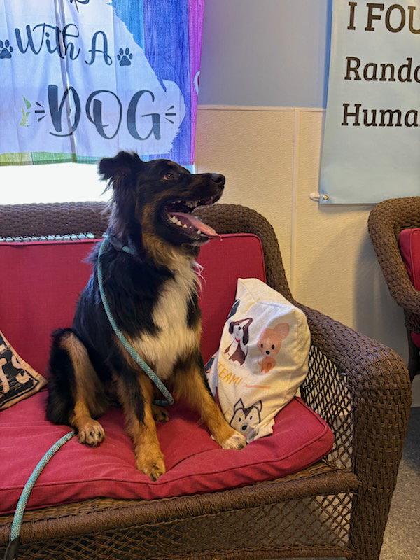 Wrigley, Adoptable, Young Male Australian Shepherd.