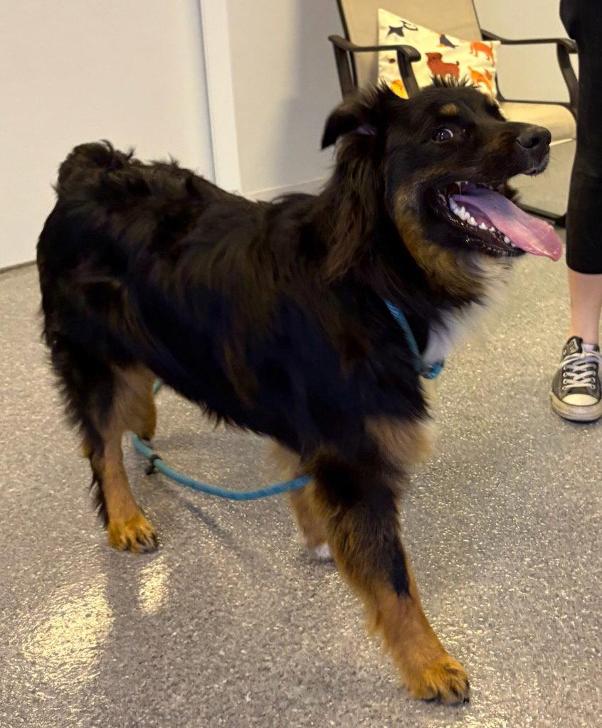 Enlarge Wrigley, a Adoptable Australian Shepherd in Steeleville, IL image 2/3