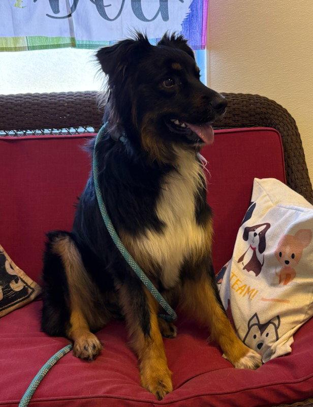 Enlarge Wrigley, a Adoptable Australian Shepherd in Steeleville, IL image 3/3