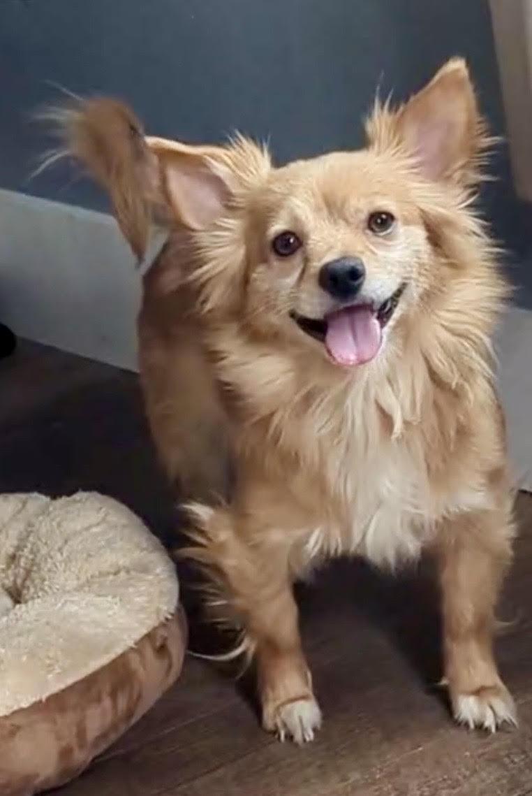 Enlarge Holly Bell, an adopted Chihuahua in Maiden, NC image 2/6