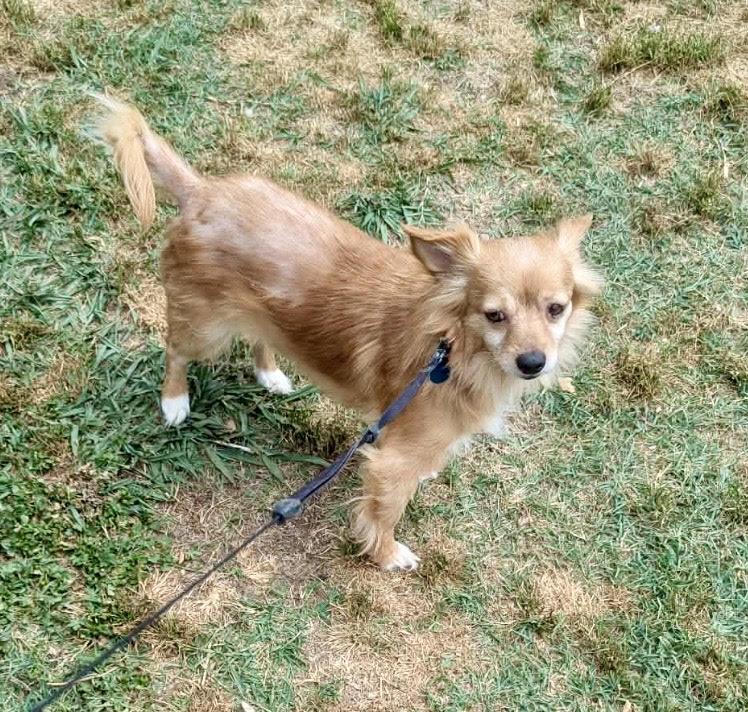 Enlarge Holly Bell, an adopted Chihuahua in Maiden, NC image 4/6