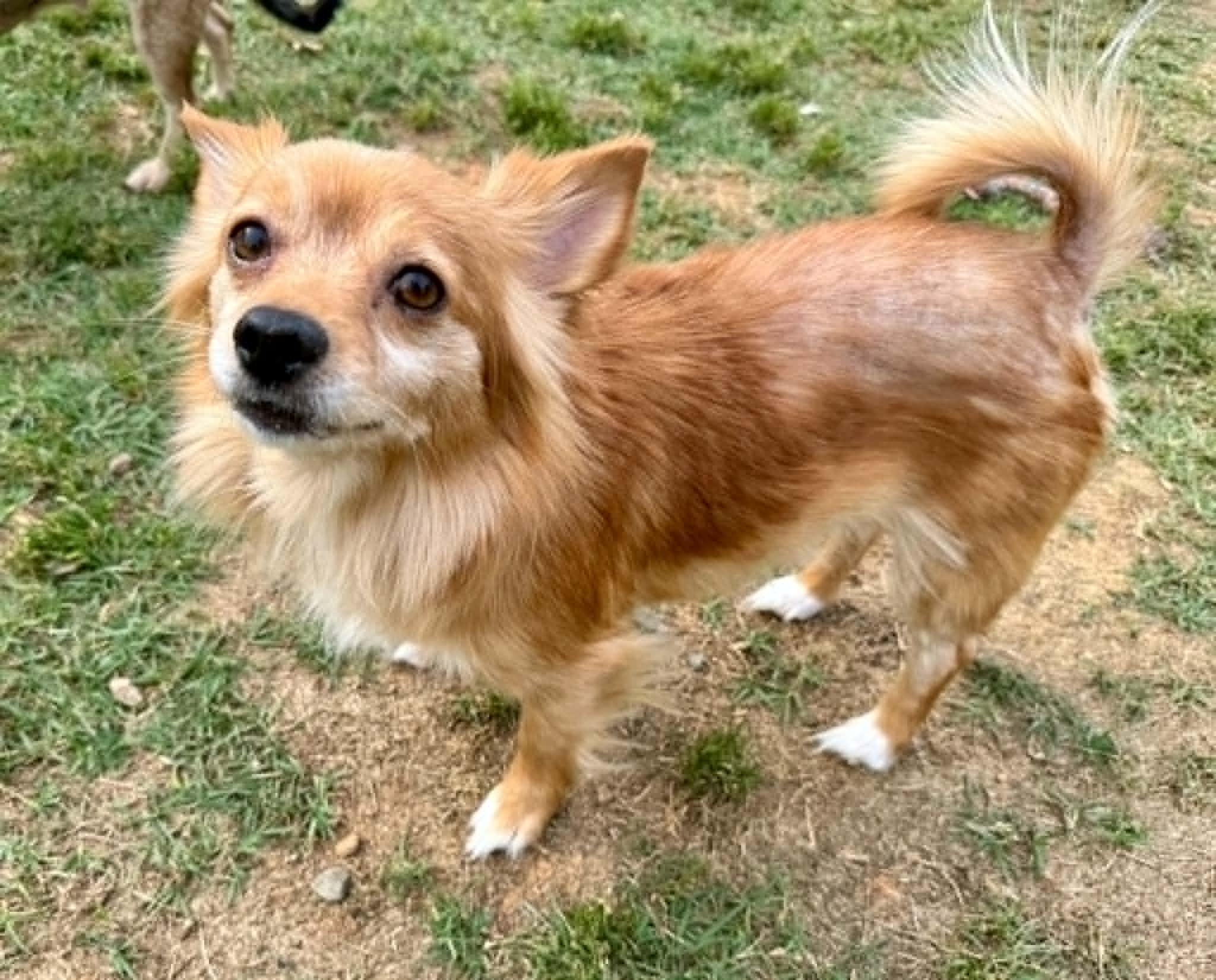 Enlarge Holly Bell, an adopted Chihuahua in Maiden, NC image 6/6