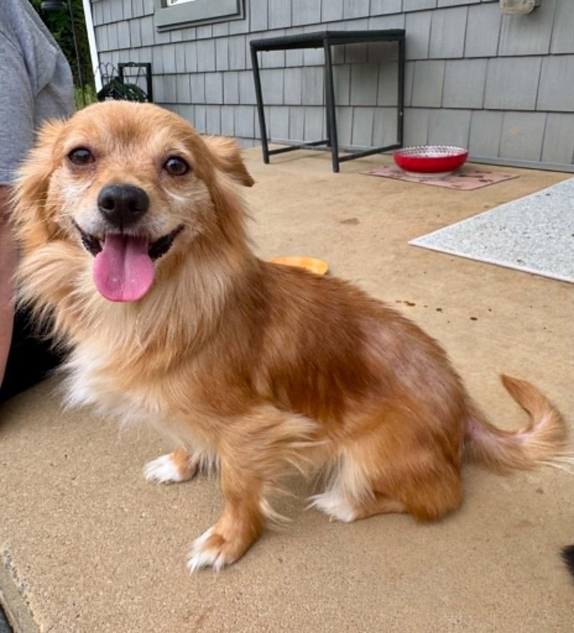 Holly Bell, adopted, Young Female Chihuahua.