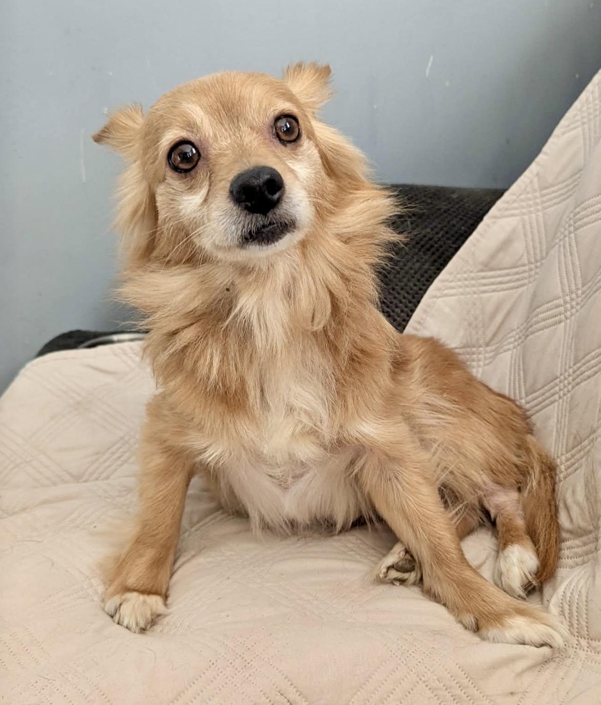 Enlarge Holly Bell, an adopted Chihuahua in Maiden, NC image 3/6