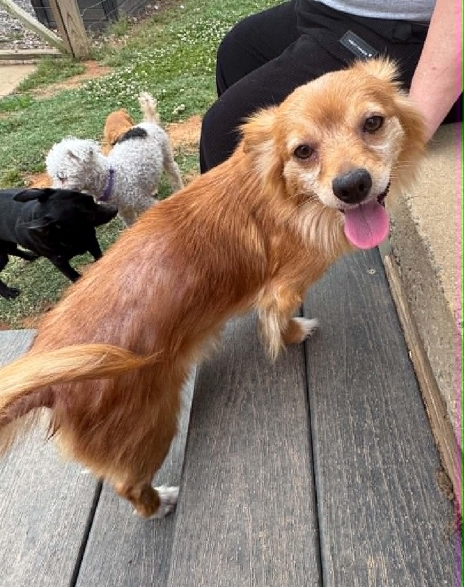Enlarge Holly Bell, an adopted Chihuahua in Maiden, NC image 5/6