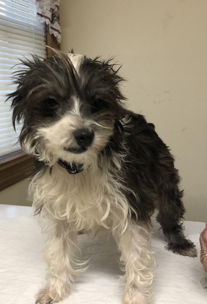 Maddie, Adopted, Young Female Schnauzer.