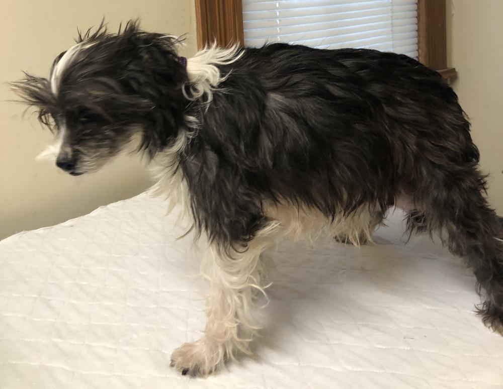 Enlarge Maddie, a Adopted mixed breed in Minneapolis, KS image 2/4