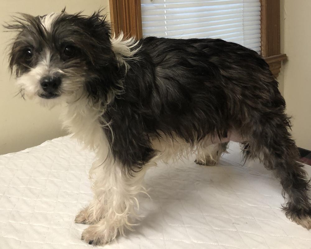 Enlarge Maddie, a Adopted mixed breed in Minneapolis, KS image 3/4