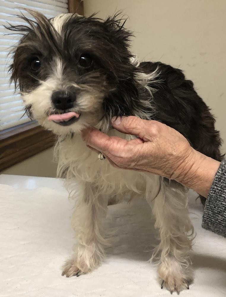 Enlarge Maddie, a Adopted mixed breed in Minneapolis, KS image 4/4