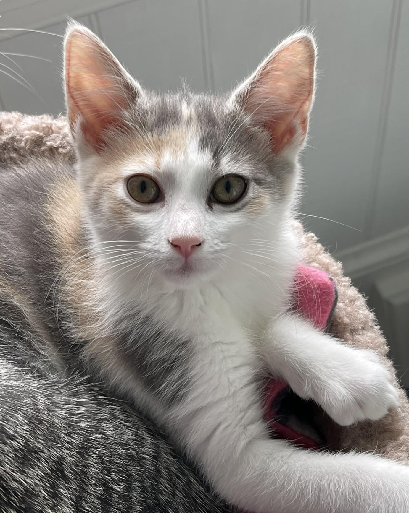 Enlarge Charlotte, a Adoptable mixed breed in Culpeper, VA image 3/6