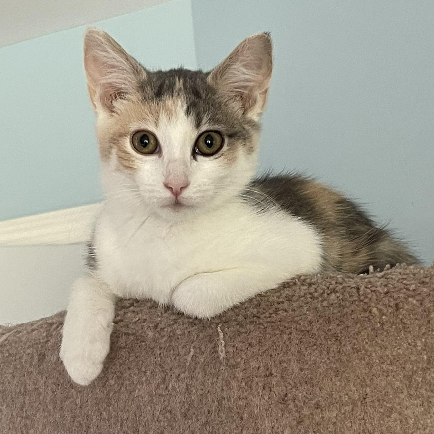 Enlarge Charlotte, a Adoptable mixed breed in Culpeper, VA image 2/6