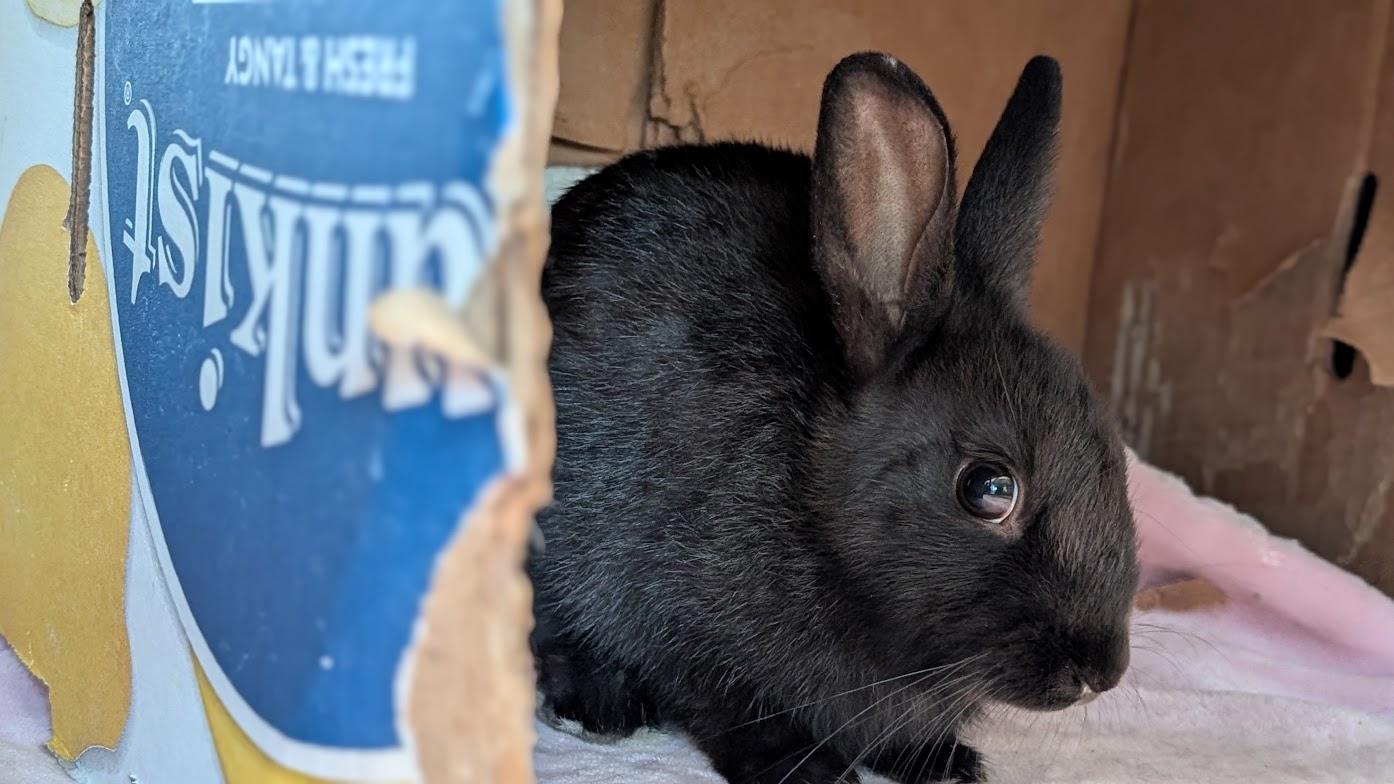 iHOP, Adoptable, Young Female Bunny Rabbit.
